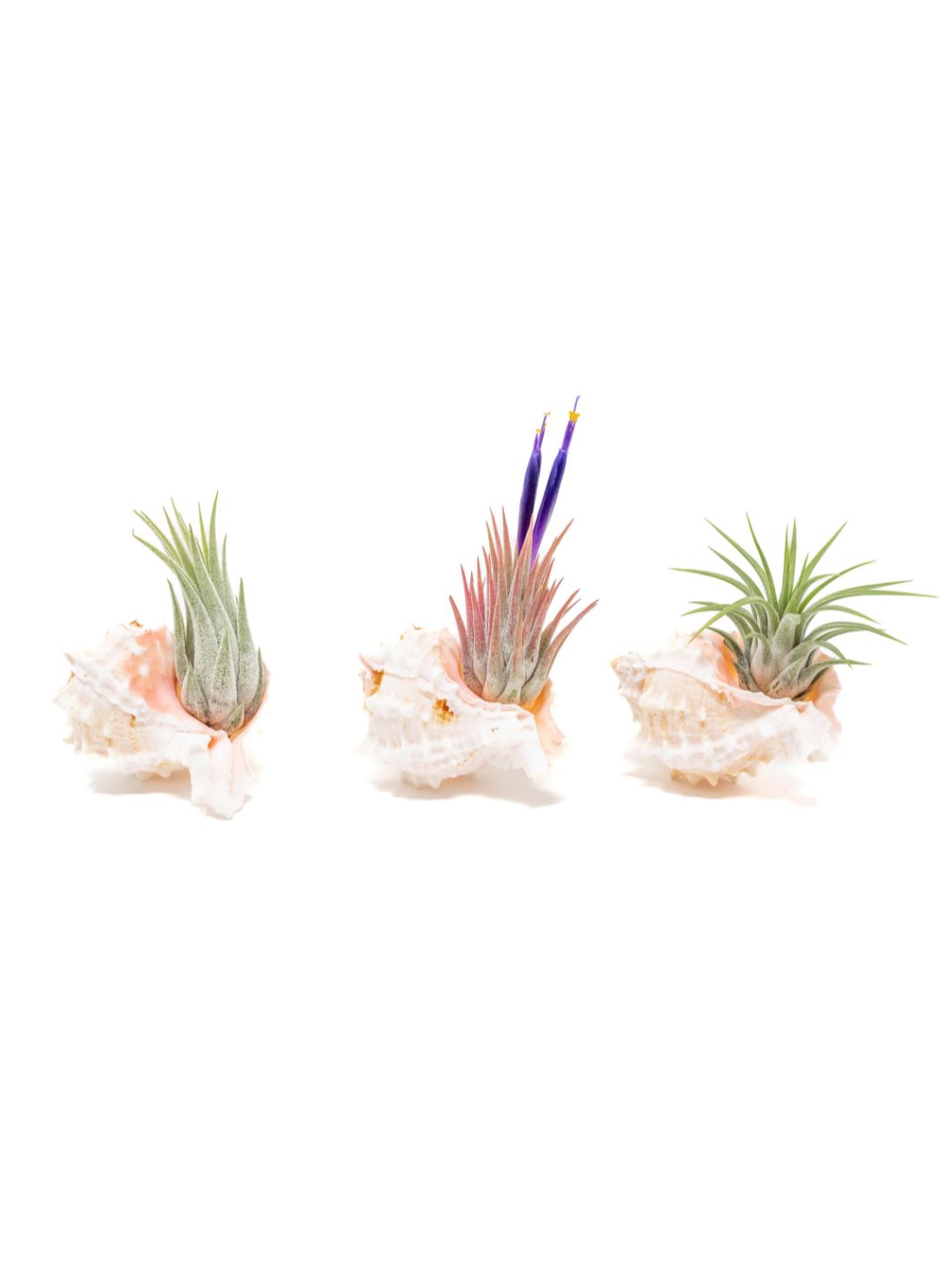 Air Plant in Pink Murex Seashell