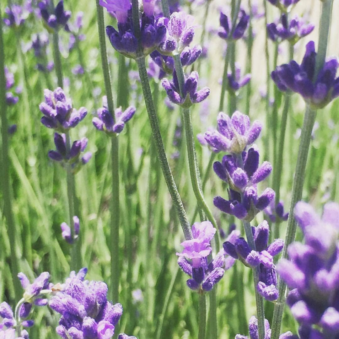 Lavender grown from Lavender Garden Sprinkle Seeds 